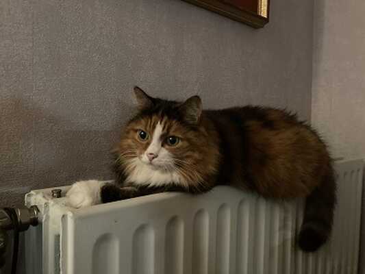IMG 1634